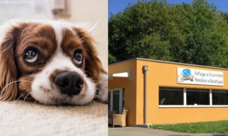 Le Conseil communal a fini par attribuer à ka SPA un soutien plus important. Il est passé de 500 francs à 10'000 francs par an.