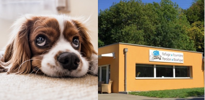 BILAN DE LÉGISLATURE 2021-2026.   Pour un meilleur soutien à la SPA