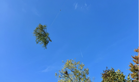 Faute d’entretien et en raison du réchauffement climatique, certains arbres de la forêt des Bosquets présentaient un risque. Une intervention en 2024 a permis de rajeunir la forêt et de replanter des essences mieux adaptées, avec une opération spectaculaire par hélicoptère dans ce site difficile d’accès. Vincent Imhof, municipal des espaces verts, et Pascal Molliat, municipal représentant du triage forestier de la Veveyse, ont mené ensemble ce dossier technique et sensible.